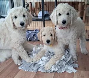 Goldendoodle-Welpen suchen ein Zuhause
