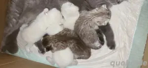 bkh kitten zu verkaufen 