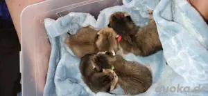 bkh kitten zu verkaufen  Bild 2