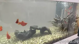 Aquarium mit Fische