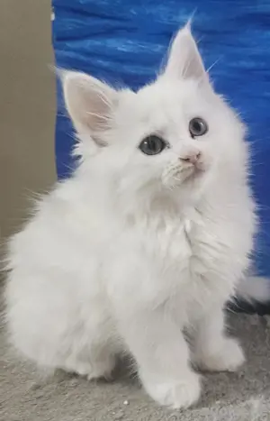 Main coon Kitten 