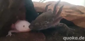 aquarim 90l +2 axolotl