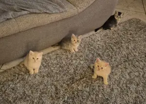 Bkh Babykatzen