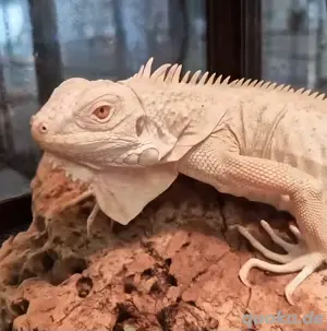 Snow Leguan