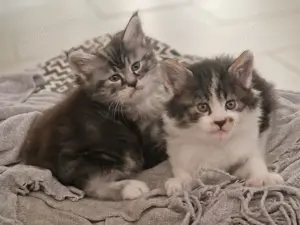 Maine-Coon Kater und Kätzchen 12 Wochen alt