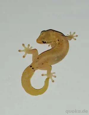 Jungferngecko mit Nachwuchs und Terrarium 