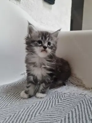 Maine-Coon Kater und Kätzchen 12 Wochen alt Bild 2