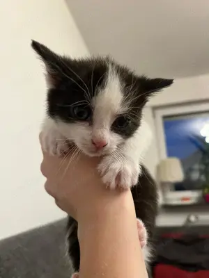  Notfall! 3 süße Babykatzen suchen ein liebevolles Zuhause 