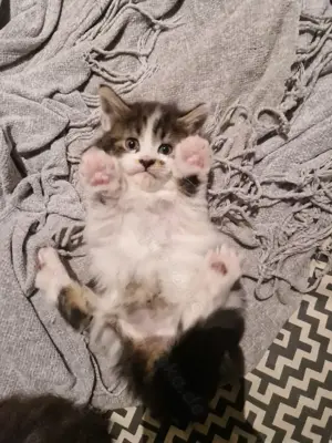 Maine-Coon Kater und Kätzchen 12 Wochen alt Bild 3