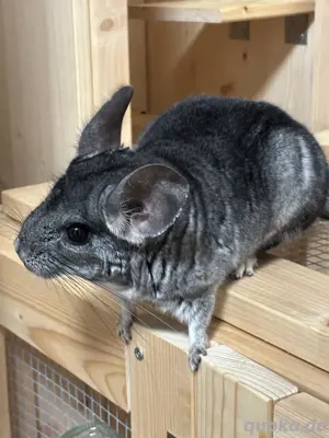 Chinchilla Böckchen abzugeben