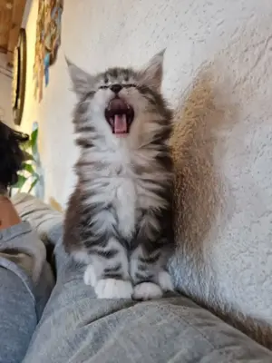 Maine-Coon Kater und Kätzchen 12 Wochen alt Bild 4