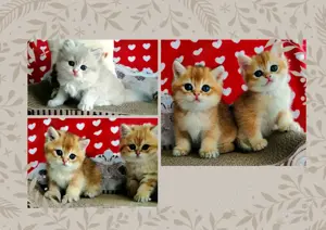 Reinrassige BKH Kitten mit Stammbaum von Champion Eltern