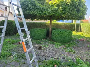 Wie bieten Dienstleistungen rund ums Haus und Garten an  Bild 8