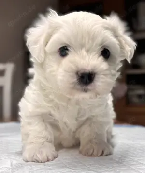 Süßer Malteser-Shih-tzu Welpe Bild 2