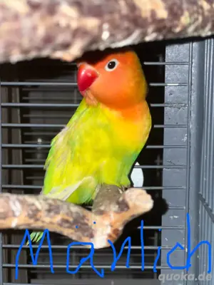 agaporniden 