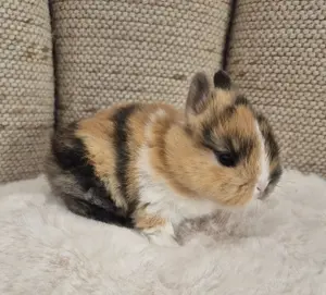 Farbenzwerge, Löffelohren, mini Zwergkaninchen 