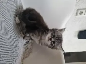 Maine-Coon Kater und Kätzchen 12 Wochen alt Bild 5