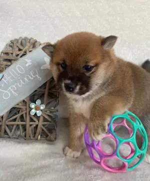 Shiba Inu Welpen