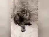 Wunderschönes *Typvolles* Maine Coon Coonie Mädchen mit Stammbaum