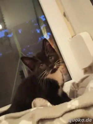 Katzen verkaufen 