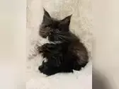 * Liebe Hübsche Typvolle XL Coonie * Maine Coon Kitten Katze schöne Pinsel mit Stammbaum *