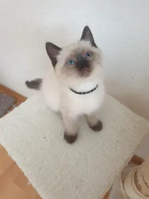 Britisch kurzhar kitten Point.Blau Augen