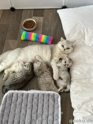 Britisch Kurzhaar Babys  Bild 5