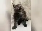 Wunderschönes *Typvolles X*l Maine Coon Coonie Mädchen mit Stammbaum