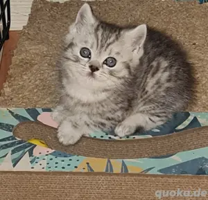 Britisch kurzhaar whikas Katze  Bild 4