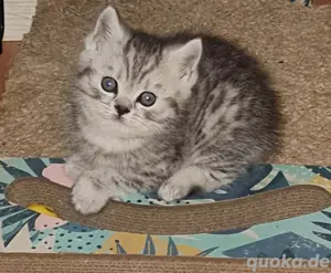 Britisch kurzhaar whikas Katze  Bild 3
