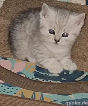 Britisch kurzhaar whikas Katze 