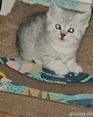 Britisch kurzhaar whikas Katze  Bild 5