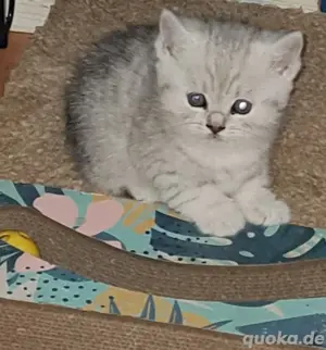 Britisch kurzhaar whikas Katze  Bild 2