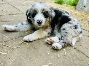 Australien Shepherd Hundewelpe Mix Anou (Hündin)