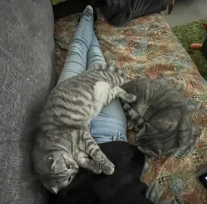 Meine Kater suchen ein Zuhause 