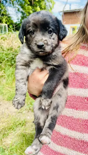 Australien Shepherd Hundewelpe Mix Asko (Rüde)
