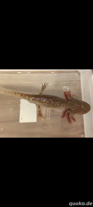 Axolotl Copper Männchen 