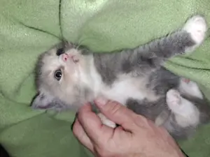 Bkh Maine coon Mix kitten 