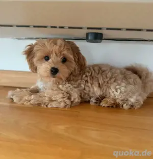 Liebevolle Hündin sucht ein neues Zuhause