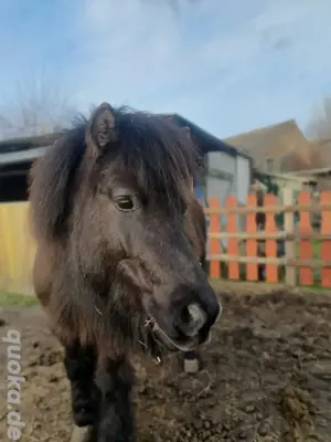 Shetlandpony shetty Stute  Bild 2