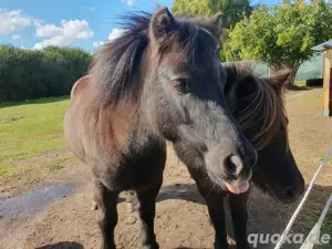 Shetlandpony shetty Stute 
