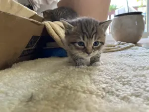 Katzenbabys 3 männliche , 2 weiblich