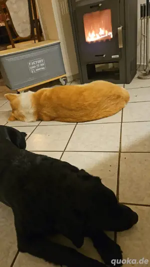 Akita inu hündin sucht