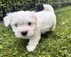 Süßer Malteser-Shih-tzu Welpe Bild 5