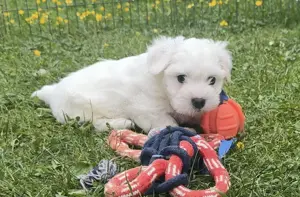 Süßer Malteser-Shih-tzu Welpe Bild 6