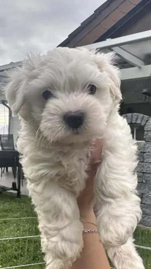 Süßer Malteser-Shih-tzu Welpe Bild 4