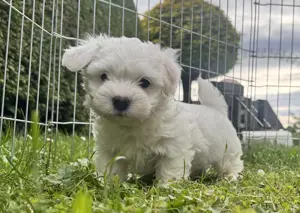 Süßer Malteser-Shih-tzu Welpe
