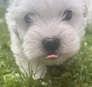 Süßer Malteser-Shih-tzu Welpe Bild 7