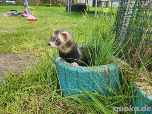 Frettchen 