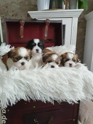  Reinrassige Shih-tzu Tricolor welpen 